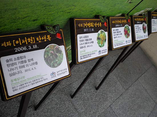 수목표찰 탄생목
